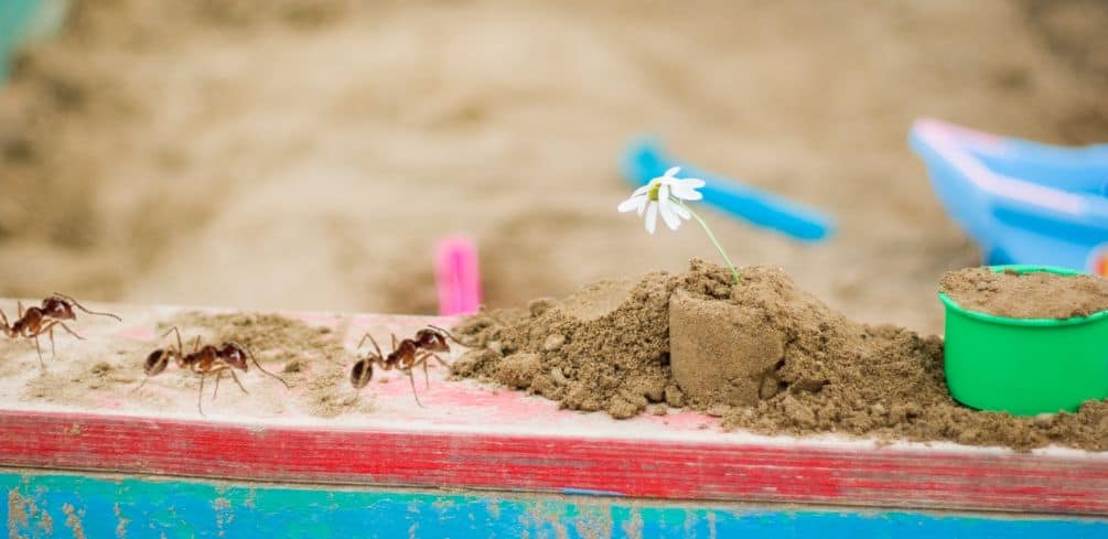 How to Keep Ants out Of Sandbox