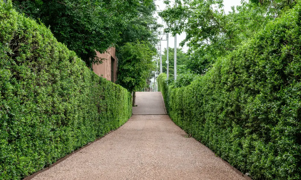 Designing Garden Paths and Walkways