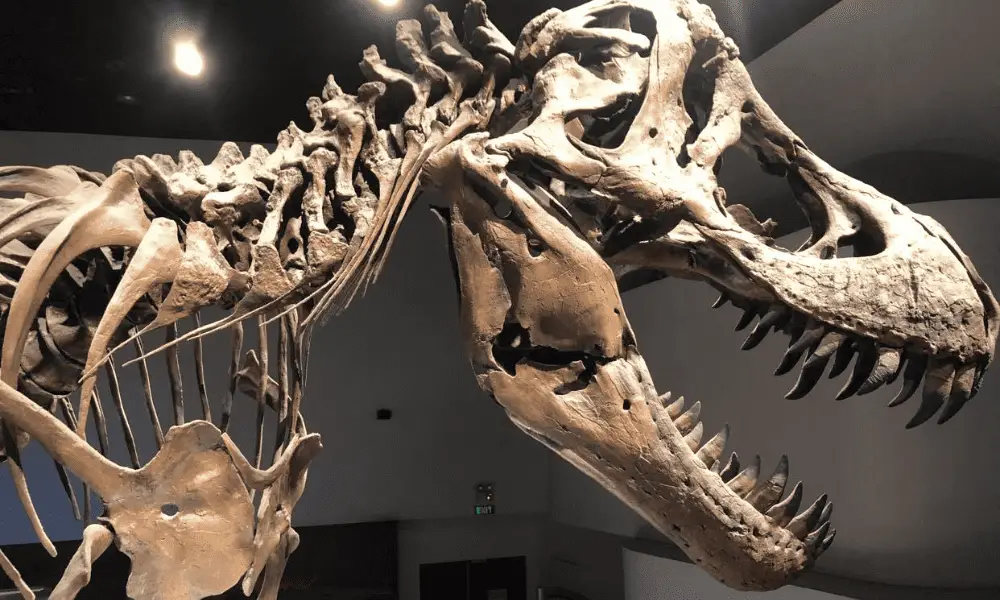 The Importance of Preserving Dinosaur Remains