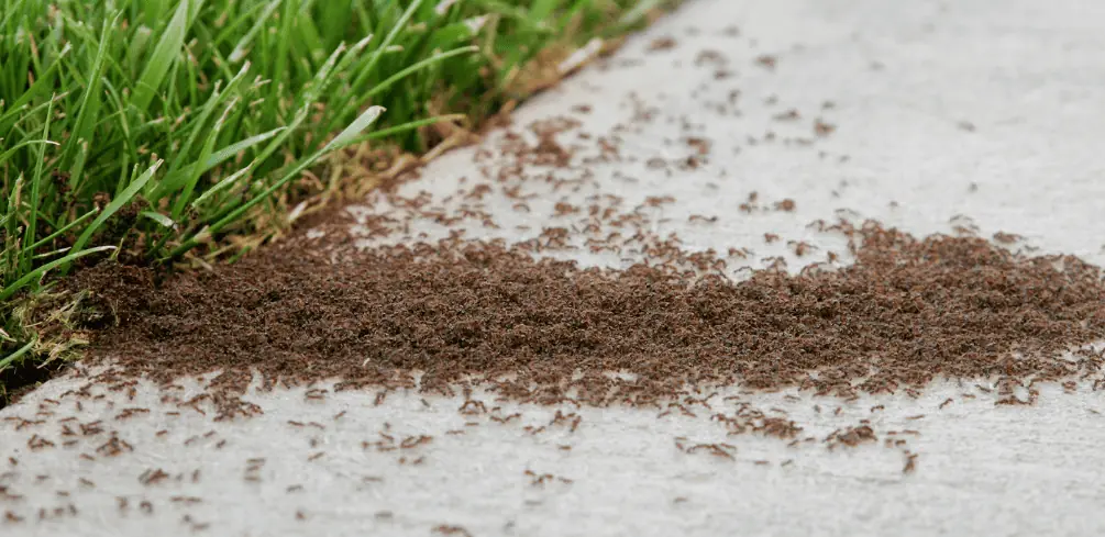 How To Deal With Ants In Pavers