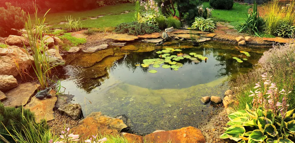 Is A Backyard Pond An Ecosystem