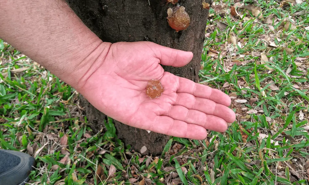 Cleaning Tree Sap Off The Mat