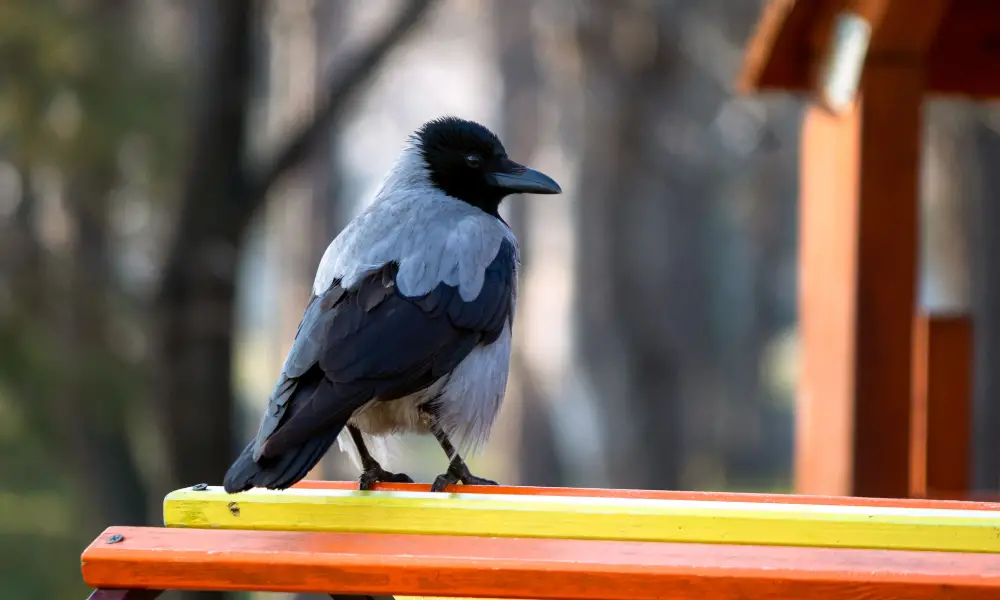 11 Effective Methods to Keep Birds Away from a Backyard Playground