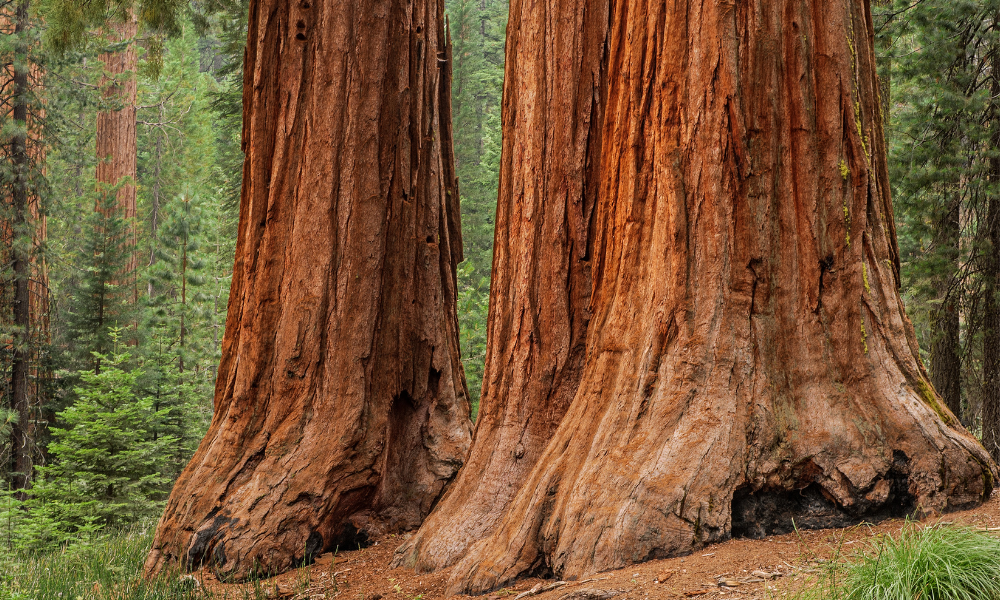 Redwood: Strength and Beauty Combined