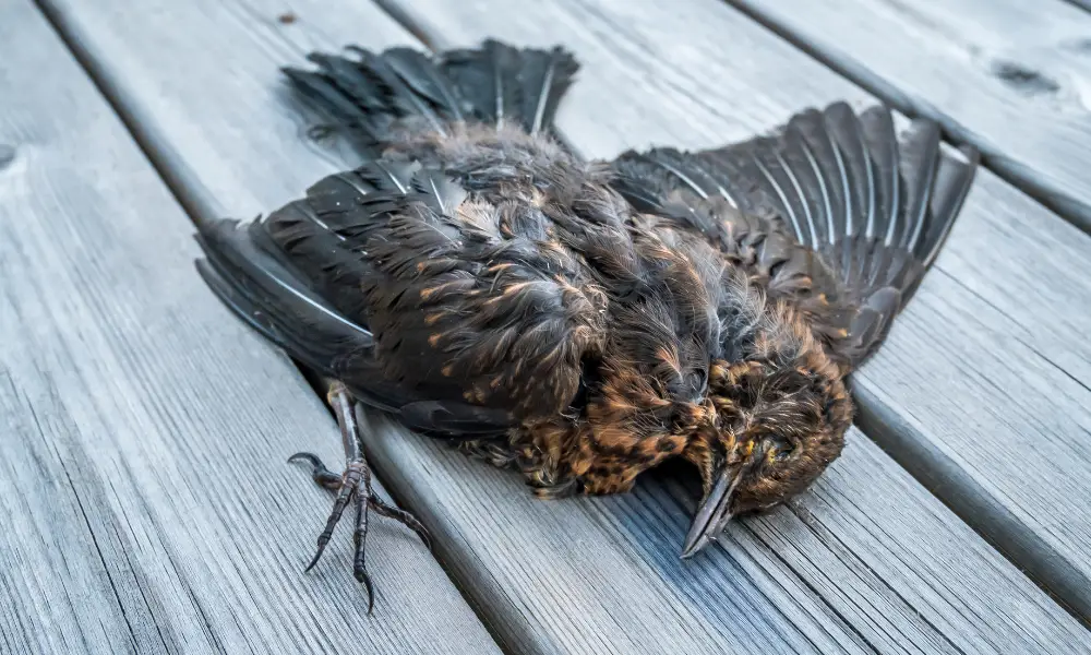 Removing Organic Debris and Dead Wildlife