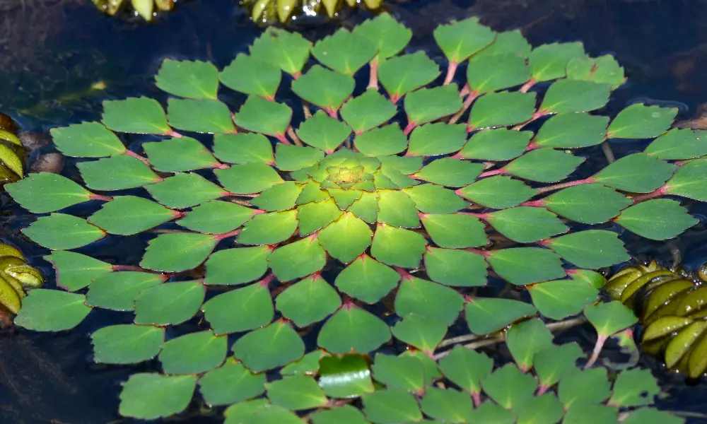 The Role of Aquatic Plants