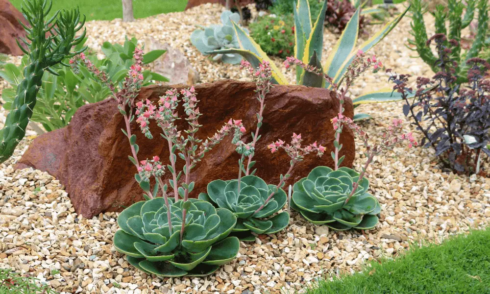 Planting Drought-Tolerant Plants