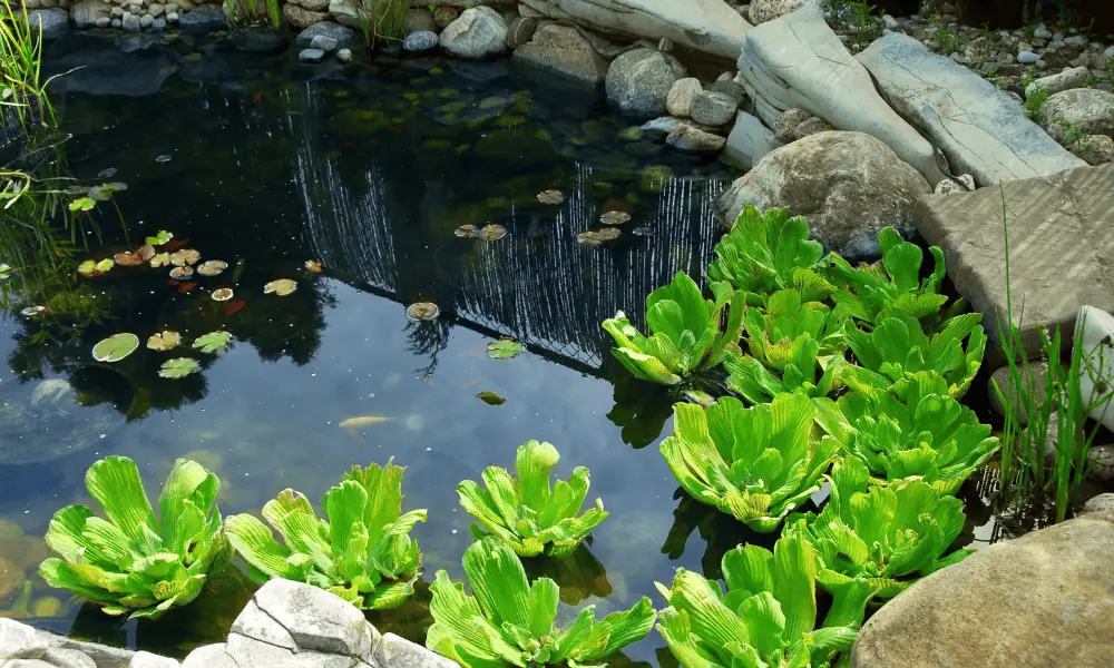 Recognizing the Key Features of Your Pond