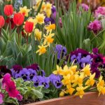 What Colorful Flowers Thrive in Raised Garden Beds?