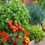 Companion Planting Guide for Raised Garden Beds