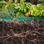 7 Best Ways to Fill Raised Garden Beds