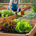 Why Choose Raised Garden Beds for Beginners?