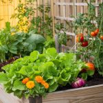 7 Tips for Raised Garden Beds in Small Backyards