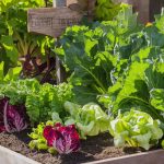 Why Follow a Seasonal Planting Guide for Raised Beds?