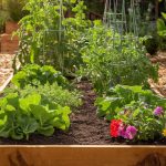 Essential Tips for Maintaining Raised Garden Beds