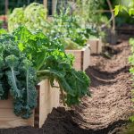 3 Tips: Raised Beds Vs Traditional Gardening