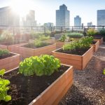 How to Build Raised Garden Beds in Urban Spaces