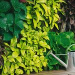 What Are Essential Tips for Vertical Garden Care?