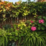 Vertical Garden Ideas for Backyard Privacy