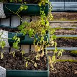 Common Vertical Gardening Errors to Avoid